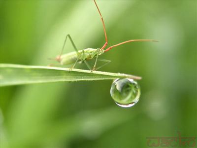grasshopper