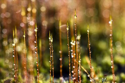 after rain in the morning light