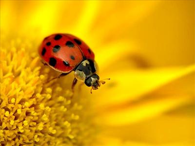 ladybug