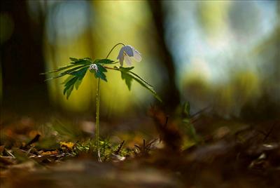 alone