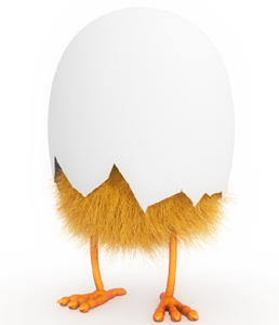 huevo_pollito