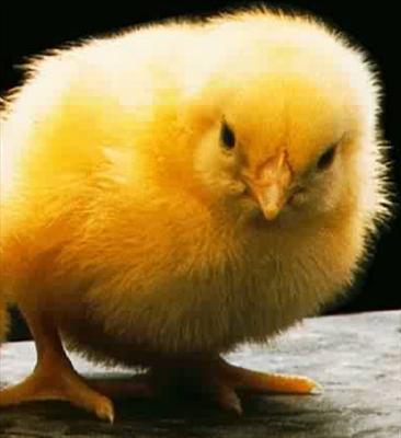 pollito