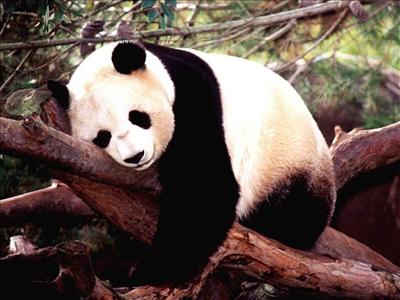 oso_panda