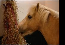 Toffee