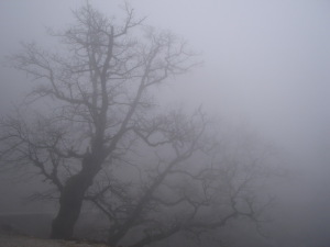 Fog Delay