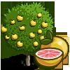 Grapefruit Tree
