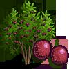 Passion Fruit Tree
