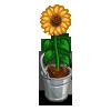 Sunflower in Bucket