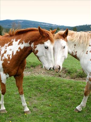 horses in luv