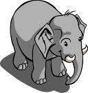 elephant