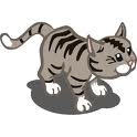 grey tabby