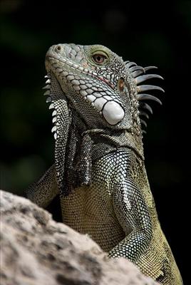 Iguana