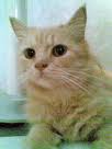 kucing anggora