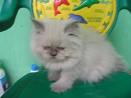 kucing persia