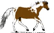 Paint Stallion