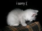 Apology