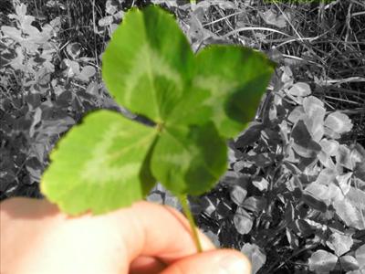 Four-leaf clover