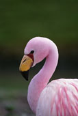 Andean Flamingo
