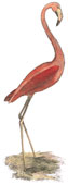 19th Century Flamingo