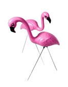 Good Ol' Flamingo