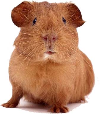 Guniea-Pig