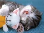  Sleepy time cats