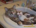 Bathtime cat 