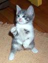 Ninja cat 