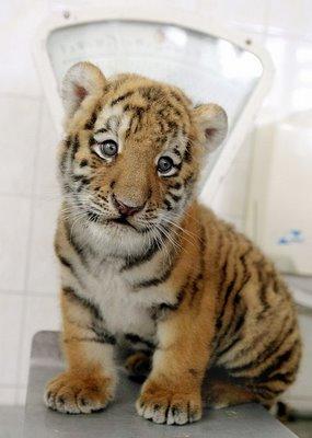 cute tiger 