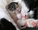 Mama  cat 