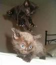 Look out below  kittys