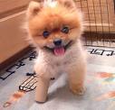 \"HELLO FRIEND !!\" puppy