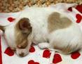 Sleepy time  pup
