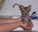 Bath time puppy