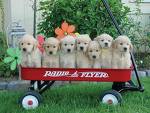 Bunch o' pups