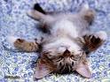 cat nap cat 