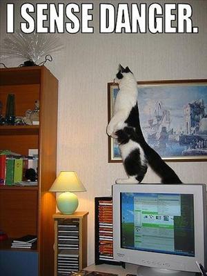 Danger cat 