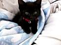 Black Kitten 