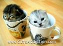 Tea time cats 