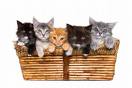 Bunch o' cats
