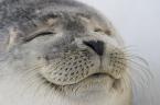 The Smiling Seal