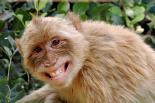 The Monkey Smile