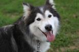 The Smiley Dog
