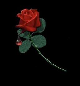 rose