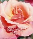 card-get well soon