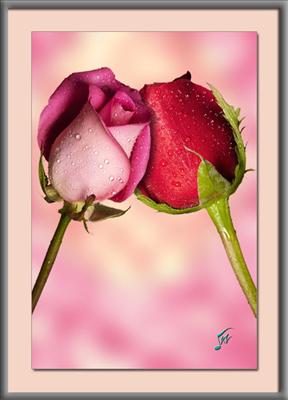 hediye10