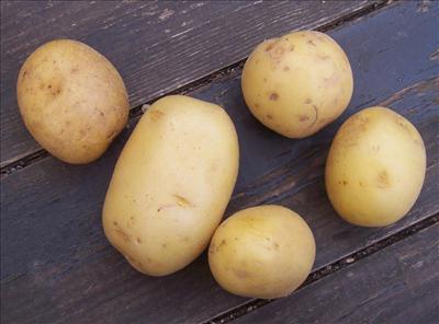 Pomme de terre