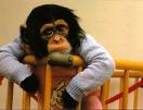 sad monkey