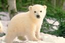 Baby polar bear