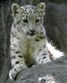 Baby snow leopard